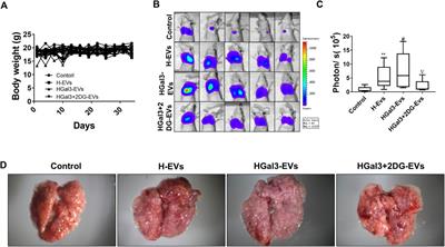 Circulating galectin-3 promotes tumor-endothelium-adhesion by upregulating ICAM-1 in endothelium-derived extracellular vesicles